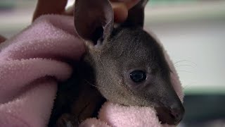 Caring for a Baby Wallaby  BBC Earth [upl. by Hnilym]