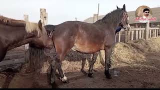 The best horse video of panjab Pakistan  Horse Mittng 2024 [upl. by Horodko330]