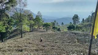 Famous Makaibari tea gardens near Darjeeling [upl. by Gore]