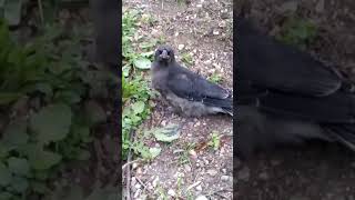 Complaining Currawong [upl. by Lladnor]