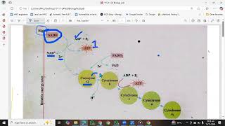 Respiratory chain  ETC  Electron Transport chain 1st year Biology  Oxidative phosphorylation [upl. by Portingale]