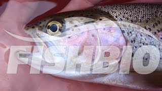 Studying Fish on the Tuolumne River [upl. by Notgnilra426]