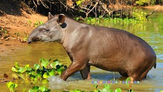 Anta  Tapir  Fatos Sobre a Anta [upl. by Joachima912]