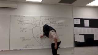 Circulatory System Song Call Me Maybe Parody [upl. by Lladnar205]