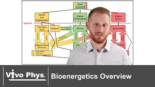 Bioenergetics Overview Summary [upl. by Sarena]