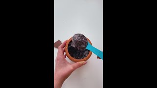 Amazing DIY Chocolate Balls Youll Love 🍫🎨 DIY foodhacks chocolate [upl. by Nemaj876]