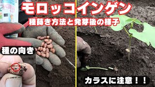 モロッコインゲンの種蒔き方法と発芽後の様子【カラスにいたずらされました、、、】【蔓あり】2024年6月10日 6月23日 [upl. by Ardnyk771]