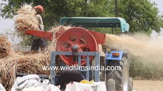 Separating wheat from the chaff  threshing machine in action [upl. by Brewer122]