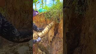 Drain Pipe Clearing Unclogging Blocked Drains clogged satisfying unclog shorts video [upl. by Arni663]