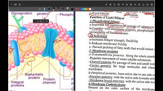 Lecture 3 Physiology 1 [upl. by Idnahs356]