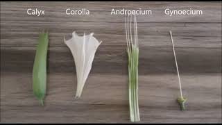 CLASS XI  PRACTICAL TO STUDY AND DESCRIBE THE FLOWERING PLANT  DATURA FAMILY SOLANACEAE [upl. by Cerell]