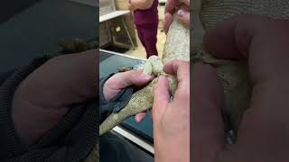 Removing impacted femoral pores on a bearded dragon [upl. by Nick]