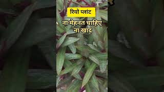 Rhoeo Plant Grown from Cuttings Without CareLow Maintenance plantRhoeo Plant [upl. by Larred]