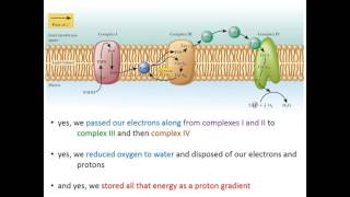 Lecture 16A  Introduction to ATP Synthase [upl. by Nwahsir]