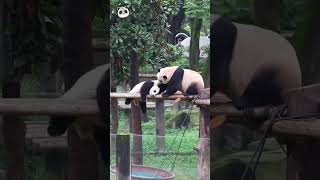 Naughty Panda in zoo short pandafun kuteentertainment cute cuteanimals [upl. by Harutek]