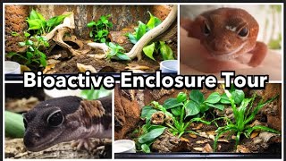 Bioactive African Fat Tailed Gecko Enclosures [upl. by Hatnamas]