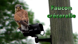 FAUCON CRECERELLE sur une caméra factice [upl. by Gill850]