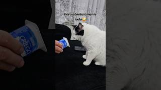 Absolutamente todo🤣😅 cat gatogracioso gatos gatosgrasiosos [upl. by Atiekram]