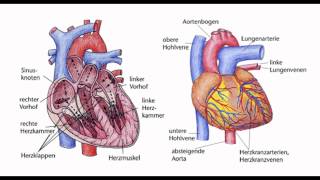 erkrankungen des herzens [upl. by Eleaffar568]