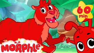 Tiger Adventures with Morphle  1 hour My Magic Pet Morphle Kids Animal Videos Compilation [upl. by Annemarie328]