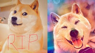 How to Kabosu the dog behind the doge internet meme has died😢😢 [upl. by Leonerd8]