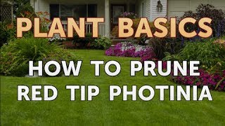 How to Prune Red Tip Photinia [upl. by Ocsic675]