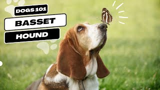 Basset Hound  Dogs 101 [upl. by Vallo]