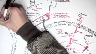 Pharmacology  Glucocorticoids [upl. by Auoy]