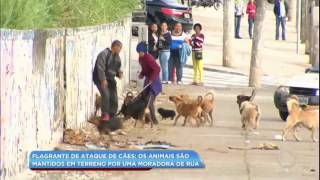 Cães de moradora de rua atacam moradores da região de São Mateus SP [upl. by Lenora]