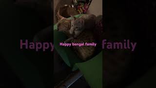 Our bengal pack is the best Mother Nature and the universe have blessed me exponentially [upl. by Eseryt]