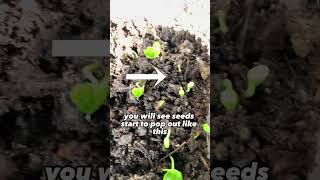 How to Grow a Pomegranate Tree from Seeds The Quick and Easy Method [upl. by Helms577]