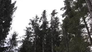 Strong Howling Wind Sound 2 Hours  Swaying Spruce Trees in The Wind [upl. by Warrick]