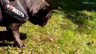 Griffin french bulldog  playing with water [upl. by Sigfried]