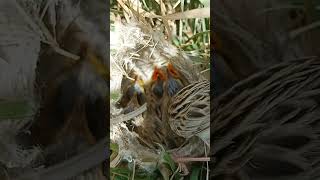 Zitting cisticola bird babies P 9 shorts youtubeshorts viralshort [upl. by Lleddaw647]