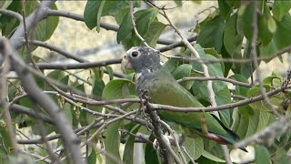 LORO “SENIL” Pionus Senilis [upl. by Nertie]