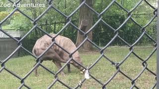 The Pig Deer Babirusa At the Toronto Zoo [upl. by Wyndham]