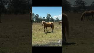 Caboolture Horse Sale quotTankquot [upl. by Chas680]