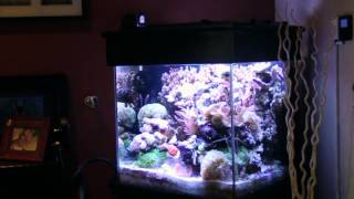 Walters 60 Gallon Reef Aquarium [upl. by Enelyar]