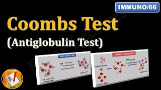 Coombs test or Antiglobulin Test FLImmuno66 [upl. by Joscelin]