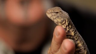 4 Care Tips for SpinyTailed Lizards  Pet Reptiles [upl. by Proctor376]