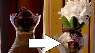 Time Lapse Of Hyacinth Plant Growing [upl. by Lawrence705]