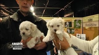 Le Mans  2ème Salon du chiot et du chaton [upl. by Nomae]