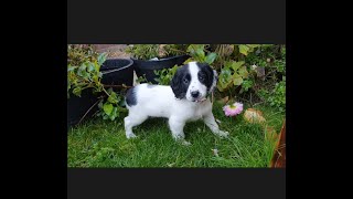 The life of a Sprocker Springer Spaniel Puppy  Ralph 8 weeks to 6 months [upl. by Sira378]