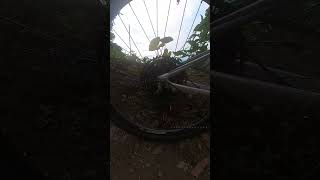 Sambong Climb insta360 taal cycling lofi actioncamera bike soloride [upl. by Salomo]