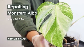 Repotting Monstera Albo cutting to new soil and pot  Plant Vlog ASMR  Growth Update [upl. by Busey]