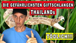 DIE 7 GEFÄHRLICHSTEN GIFTSCHLANGEN IN THAILAND Leben in Thailand [upl. by Aneerehs]