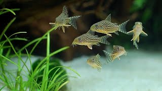 16 Jenis Corydoras Si Lele Imut Yang Paling Populer Buat Aquascapemu [upl. by Gregorius]