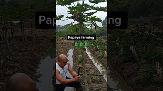 Methods To Dwarf A Papaya Tree farming agriculture ideas id [upl. by Adraynek70]