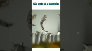 Life cycle of mosquito 🦟 😪 shots sciencefacts biology shortsfeed scienceexperiment [upl. by Kafka918]