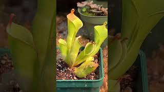 Cosas que no sabias de las plantas carnívoras  Andy Rubiano™ ft Parque Monarca [upl. by Ocirred]